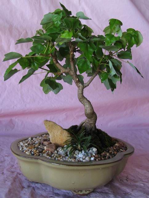 Bonsai taiwan maple